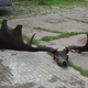 The skull and antlers of the extinct Great Elk pulled from a lake in Northern Ireland.